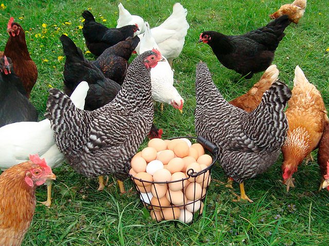 Содержание кур и уход за ними | ЗооТом - продажа, вязка и услуги для животных в Пущино