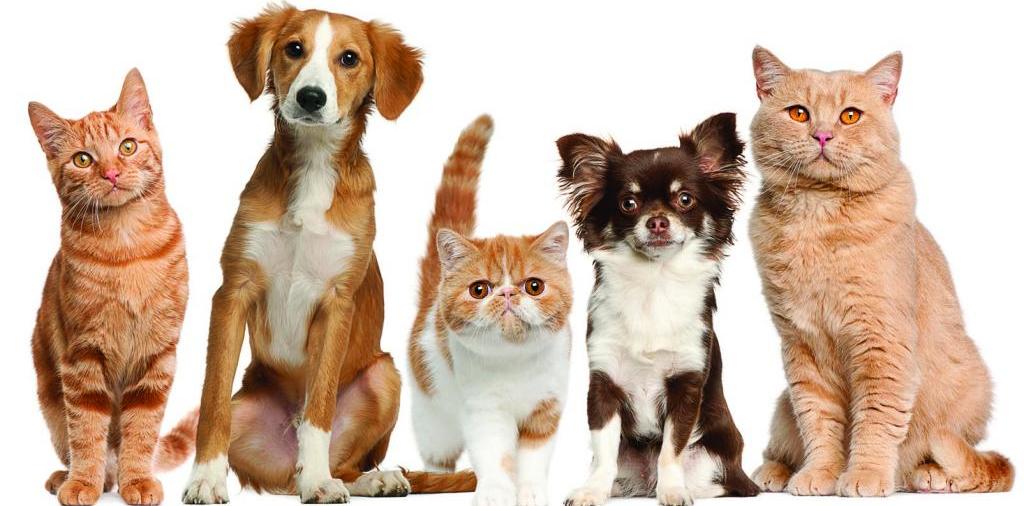 Доска объявлений о животных | ЗооТом - продажа, вязка и услуги для животных в Пущино