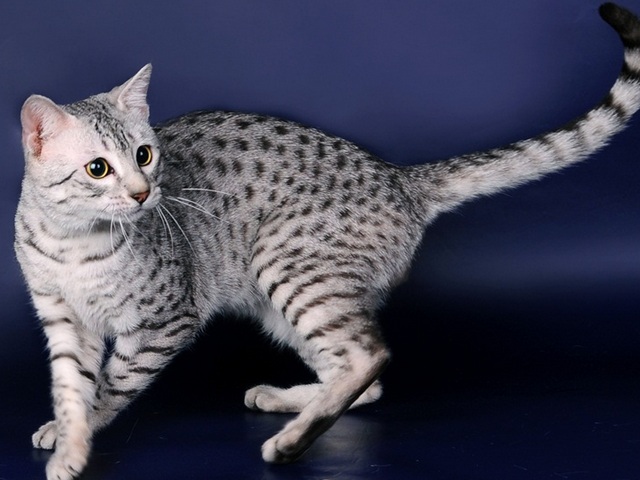 Породы кошек в Пущино | ЗооТом портал о животных