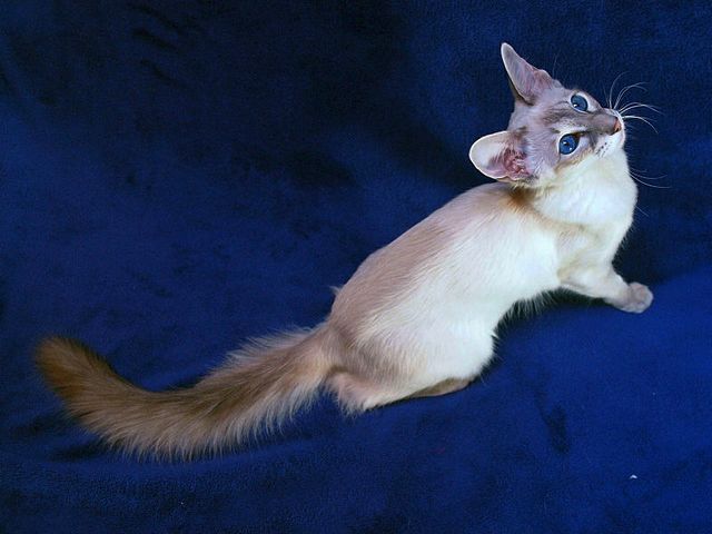 Выведенные породы кошек в Пущино | ЗооТом портал о животных