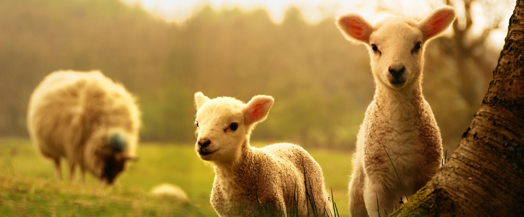 Объявления о сельскохозяйственных животных | ЗооТом - продажа, вязка и услуги для животных в Пущино