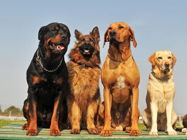 Крупные породы собак в Пущино | ЗооТом портал о животных