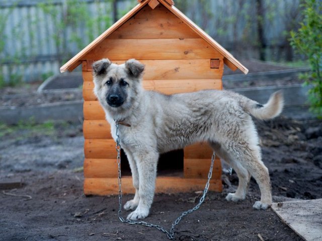 Все о собаках в Пущино Все о собаках в Пущино